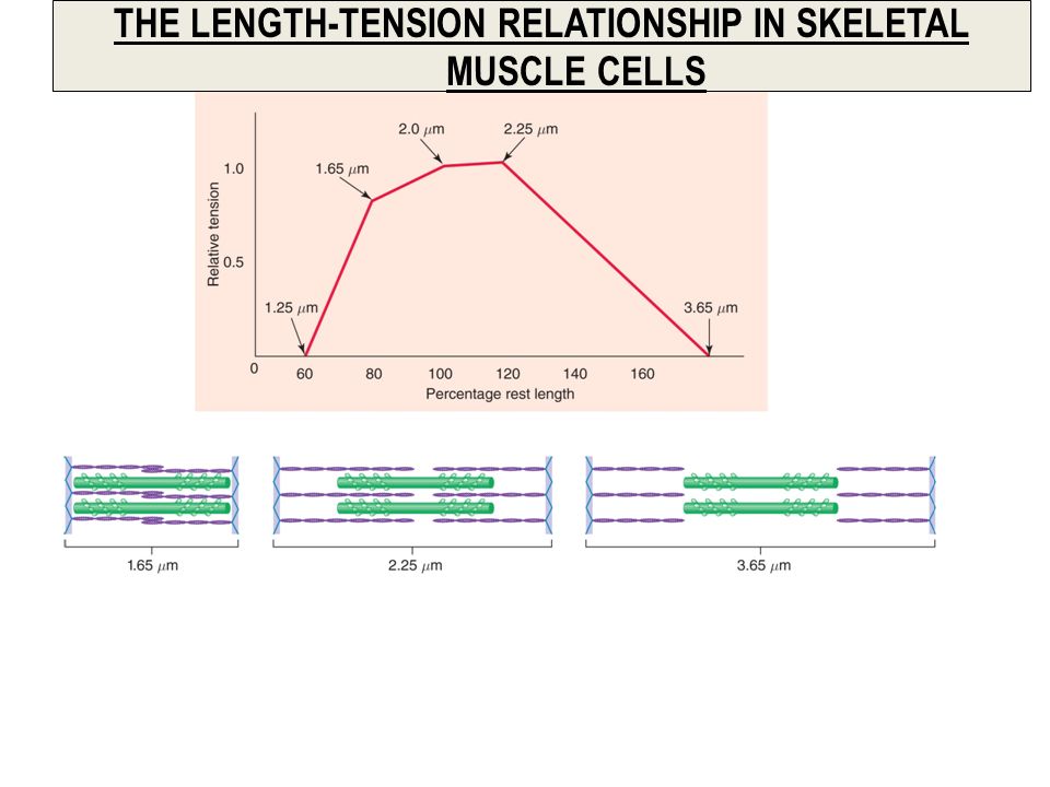 Length tension relationship